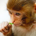 Baby monkey eating a leaf