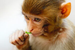 Baby monkey eating a leaf