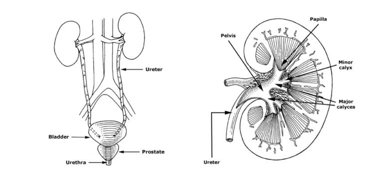 Renal Kolik Hastasında Görüntüleme Tercihleri